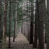 wanderthetrail