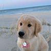 winterthegoldenn