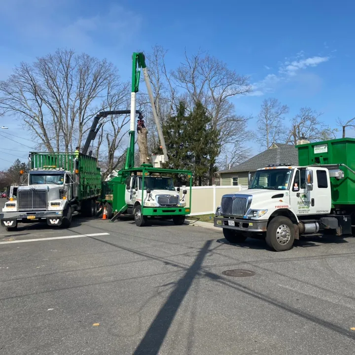 andersons_tree_service