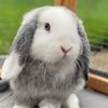 tedthebunnyx