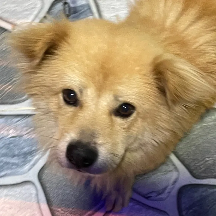 pet_world_hub