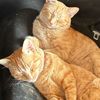amri.gatitos