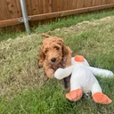 @daily.golden.goose