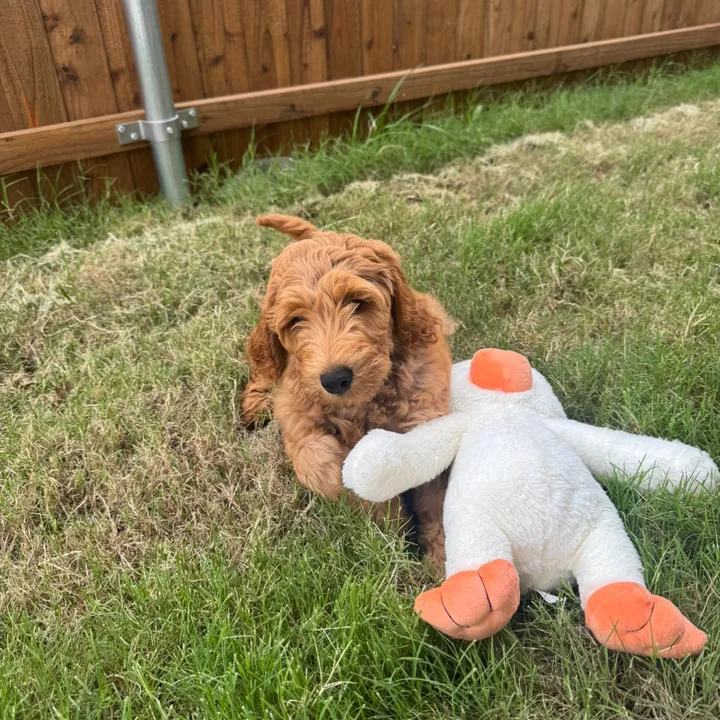 @daily.golden.goose