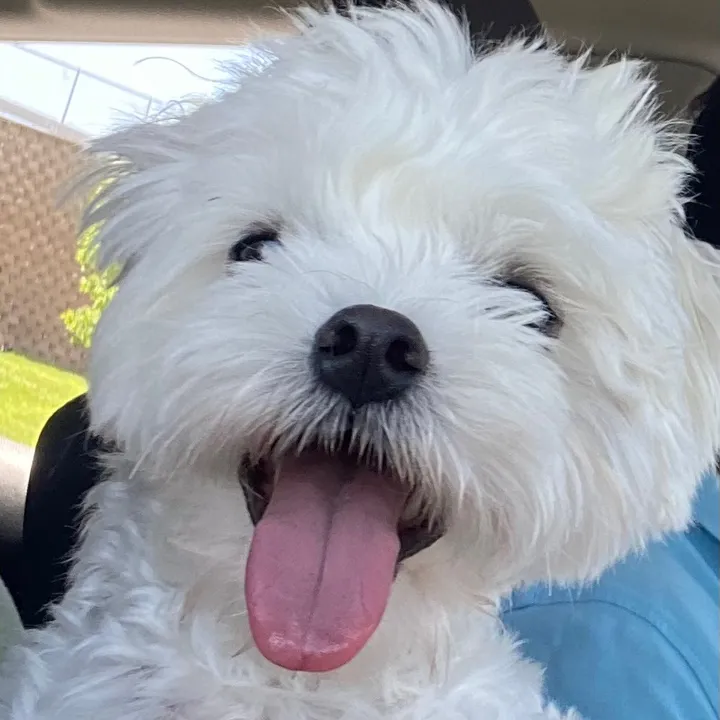 @messi.the.dog08