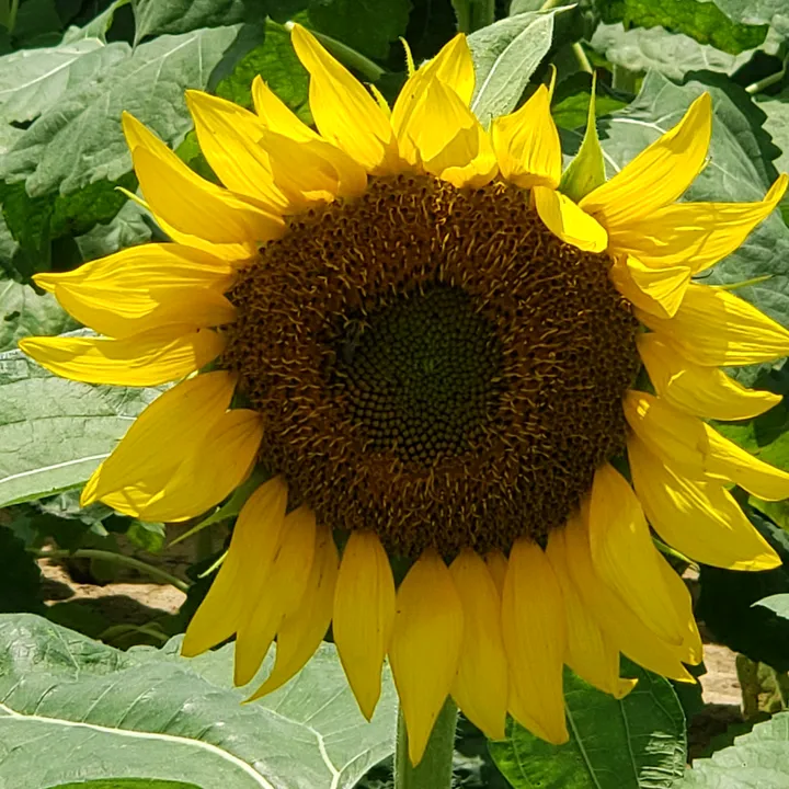 @sunflowers4power