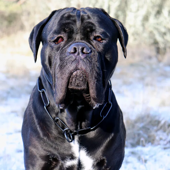 sportingcanecorso