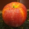 reallybigapples