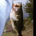 @danmthatsabigbass