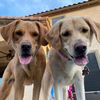 arizonadogs