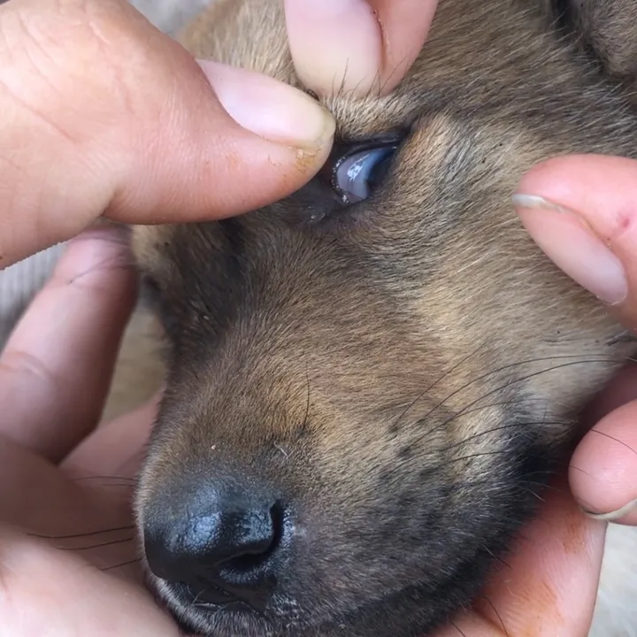 @lice.puppy.lovers