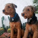 @trufaymaximo.airedales