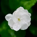 @princess1.jasmine47