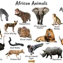 @1990animals