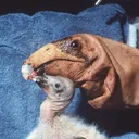@vulture_puppeteer