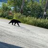 animalinteractions1
