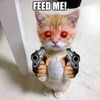 catorrre