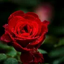 @bertoiezwaj