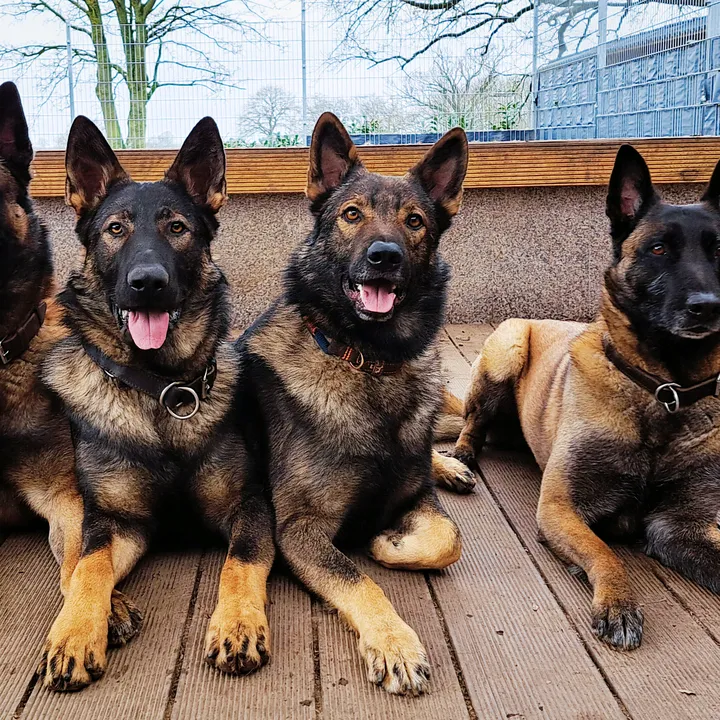 _shepherd.dogs_