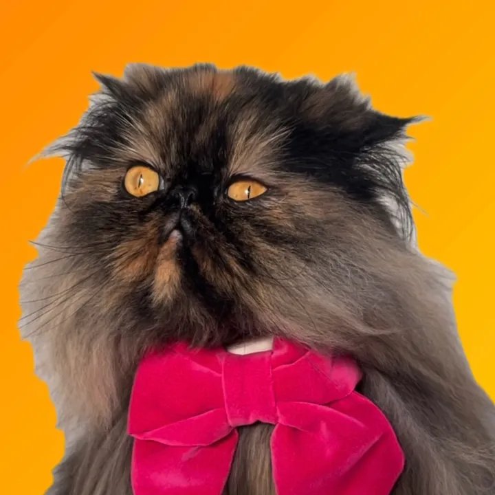 @ambertheirishpersian