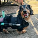 @henrythe3leggedweenie