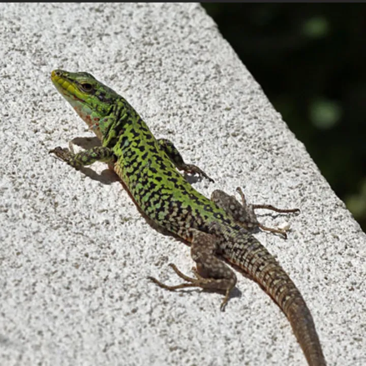 @reptileguyat