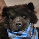 @draivynchowchow
