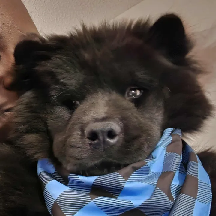 draivynchowchow