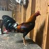antoniomondragon09