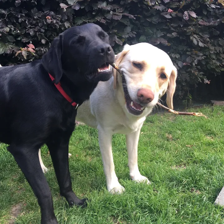 lexieandziva