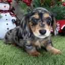 @minidachshundhome440