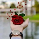 @shirin533