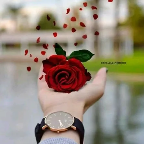 @shirin533