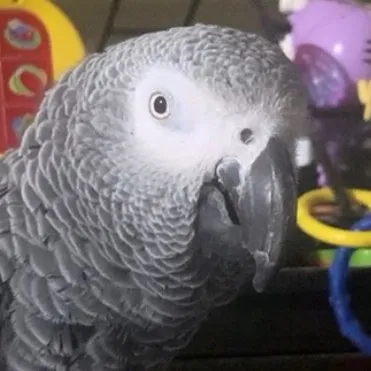 feathersandfriends