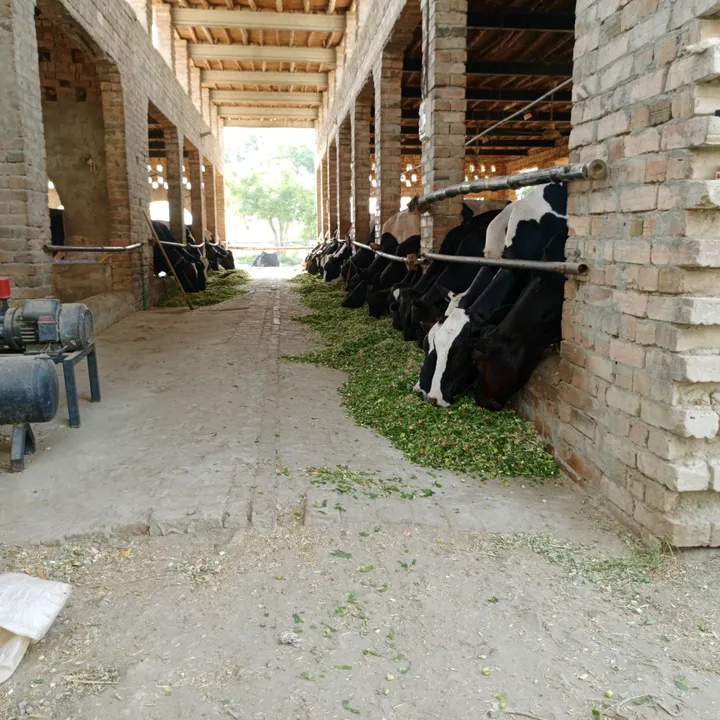 miandairyfarm.55