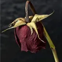 @beautifu1disaster1