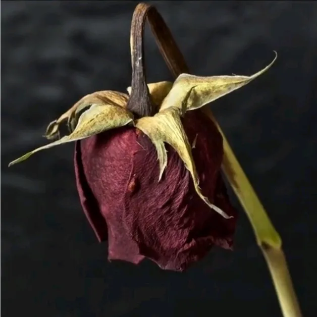 @beautifu1disaster1