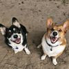 barbercorgis