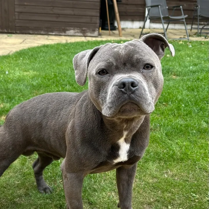 zeus_the.staffyy