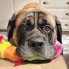 fronkymastiff
