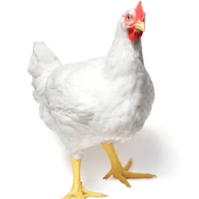 @chickenguy12375