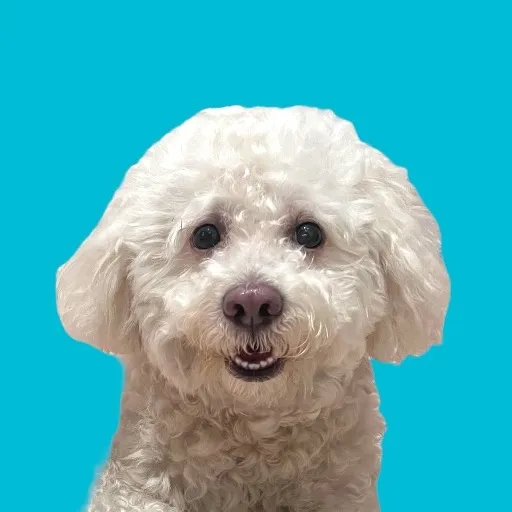 @itsmecocothepoodle