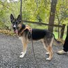 liloandstitchpup
