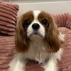 lillycavalier