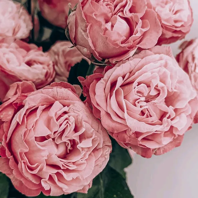 @rosas_rosas_rosas