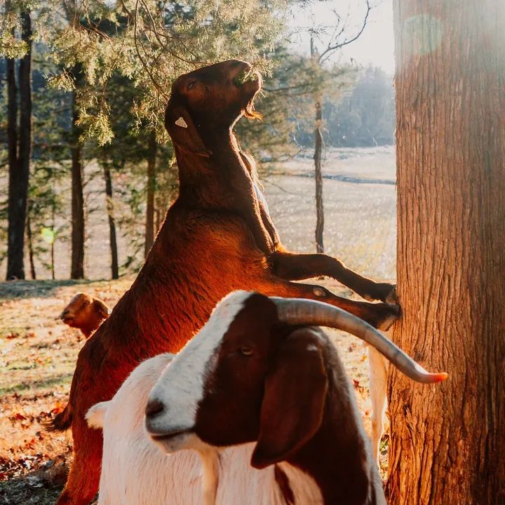 amazingrazinggoats