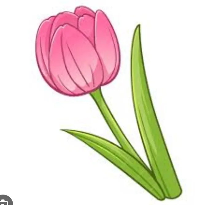 @tulip.plays