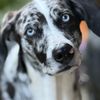 pawfect_matches
