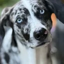 @pawfect_matches