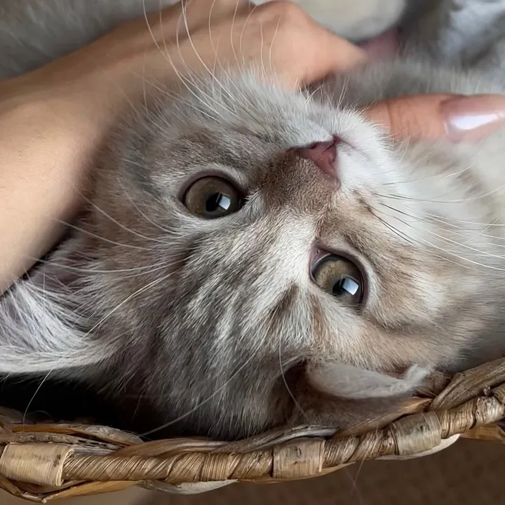 @smokycat25